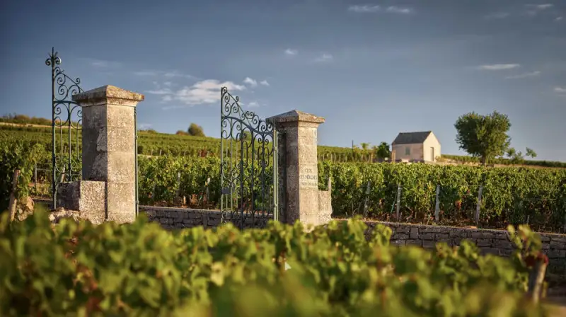 La Guida Michelin debutta nel mondo del vino