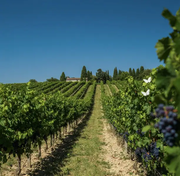 In Borgogna la vendemmia più anticipata degli ultimi 500 anni