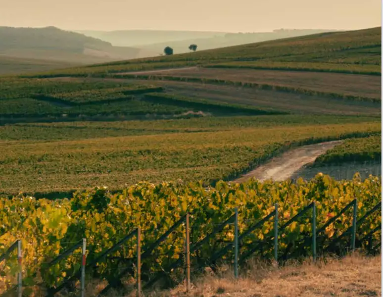 Via libera finale al Pacchetto vino dal Consiglio Agrifish