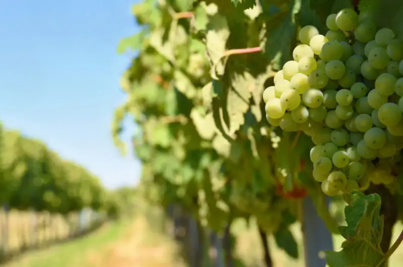 Battuta d’arresto per la proposta di legge sul vino 100% made in Usa