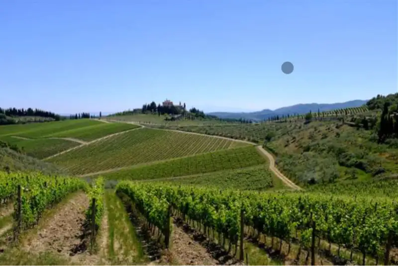 Investimenti nel settore vitivinicolo: pubblicato il decreto