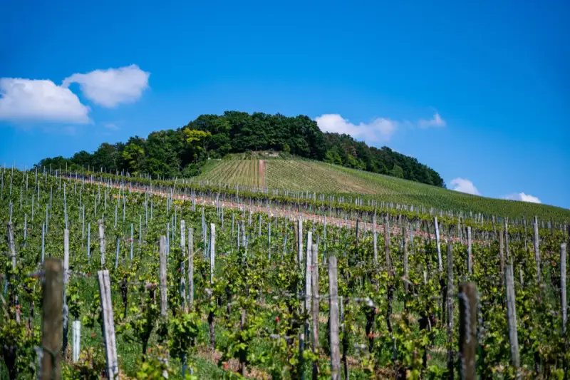 Masaf: le novità del Piano gestione del rischio in agricoltura 2025