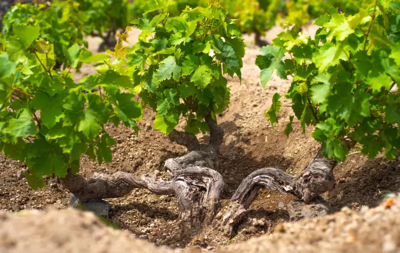 I pannelli solari possono migliorare i vigneti? In Francia pensano di s&igrave;