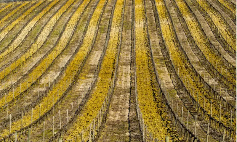 Agea, i pagamenti per la gestione del rischio