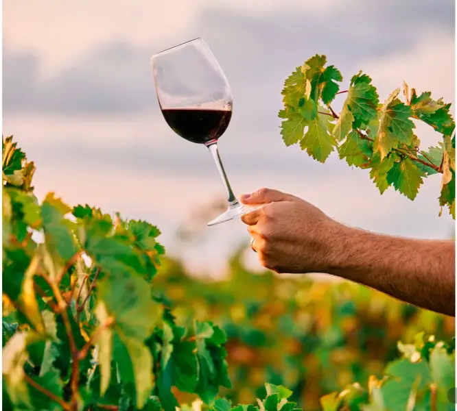 Il turismo del vino continua la sua corsa, varr&agrave; oltre 330 milioni di dollari nel 2034