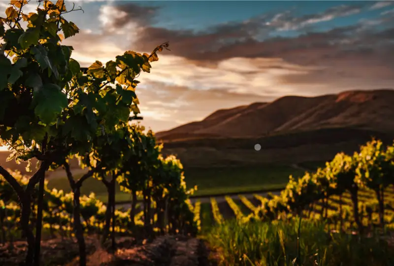 Non solo Napa e Sonoma, ecco le regioni del vino americane da non perdere