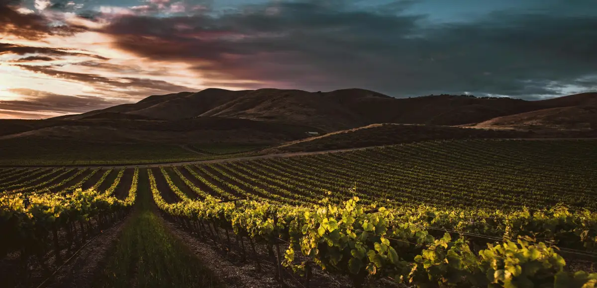 California: s&igrave; alla normativa sull&rsquo;etichettatura dei vini &ldquo;American&rdquo; 
