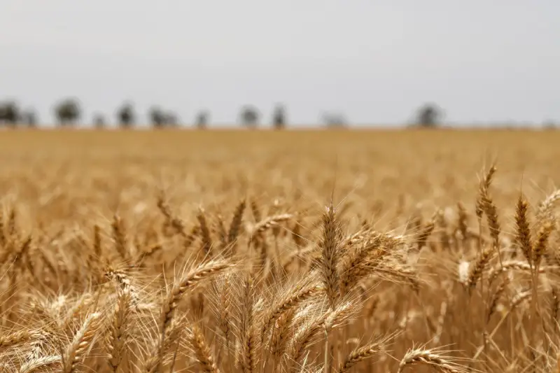 Campo coltivato