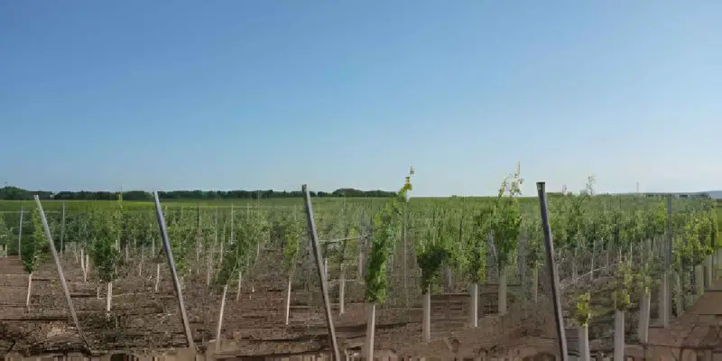 Autorizzazioni per gli impianti viticoli: la circolare Agea