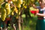 Canada: tetto al 2% per l’adeguamento delle accise sull’alcol