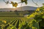 Franciacorta, il consorzio bresciano sponsor della serata degli Emmy
