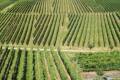 Nuove Tecniche Genomiche: quanto servono all'agricoltura italiana?
