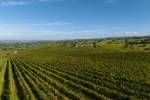 L’Argentina dà via libera alla produzione del vino senza alcol