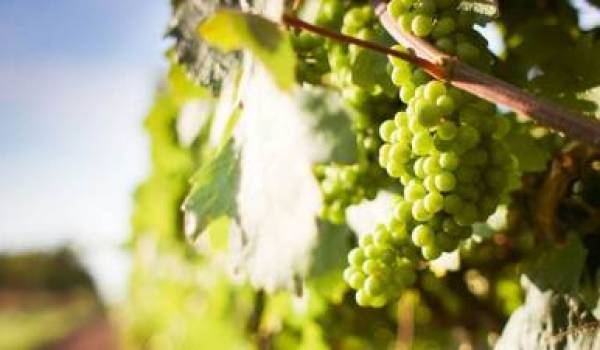 Vini bio: ecco le sostanze enologiche ammesse dal 1° gennaio 2022