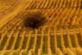 Fondo AgriCat, pubblicato il Rapporto Ismea sulla sperimentazione 2022