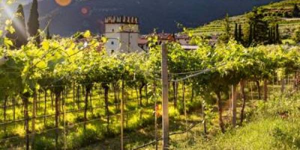 Le colline terrazzate della Valpolicella nel registro nazionale dei paesaggi rurali storici