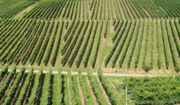 Ristrutturazione e riconversione dei vigneti: scadenza spostata al 2 agosto