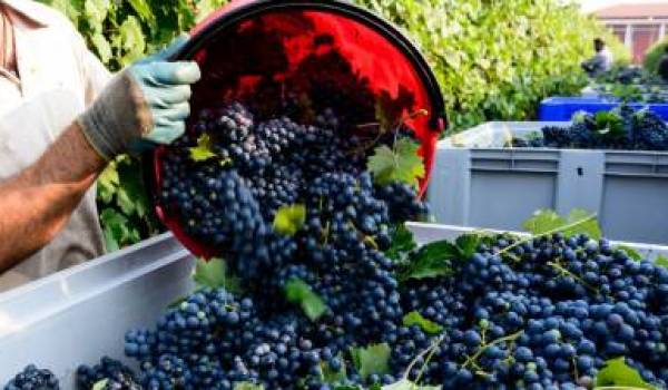 Vademecum vendemmiale Icqrf per la campagna vitivinicola 2022-2023