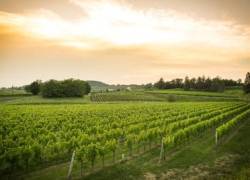 Sfide del cambiamento climatico, uno studio sugli effetti nelle regioni vinicole