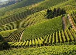 Rapporto Ismea sull’innovazione vitivinicola: soluzioni agritech e agricoltura digitale