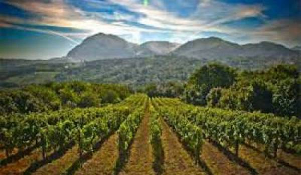 I vini a Docg Fiano di Avellino verso la modifica del disciplinare di produzione