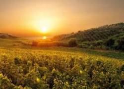 Bilancia agroalimentare italiana: svolta positiva nel 2020 (+2,6 miliardi)